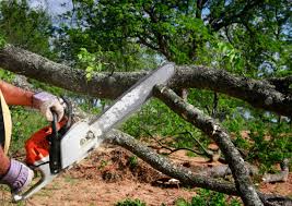 How Our Tree Care Process Works  in  Chepachet, RI